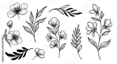 Elegant black and white botanical floral designs for creative projects