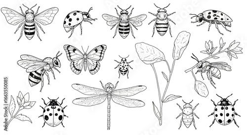 Detailed black and white insects and plants sketch collection for nature enthusiasts