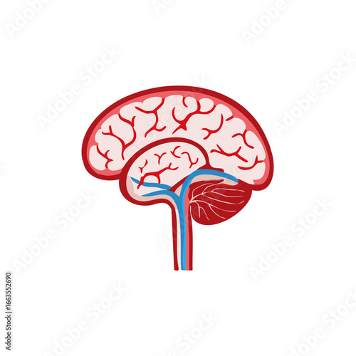 Illustration of human brain cross-section with red arteries and blue veins displaying healthy blood flow