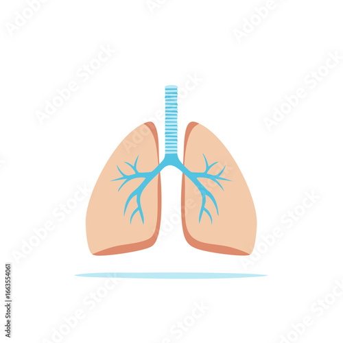Illustration of the human lungs, trachea, and bronchi, showing respiratory anatomy for educational or medical resources.