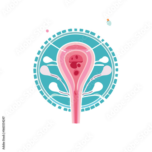 Uterus Anatomy Illustration with Cervix, Vagina and Follies in Circular Frame