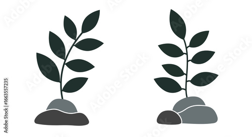 Minimalist plant with rocks on white background
