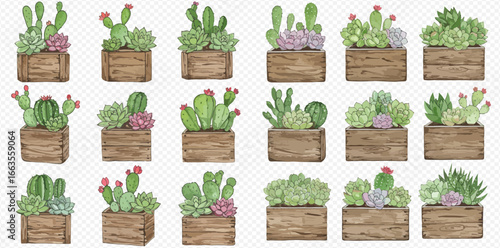 A collection of watercolor illustrations featuring various cacti and succulents in wooden planter boxes.