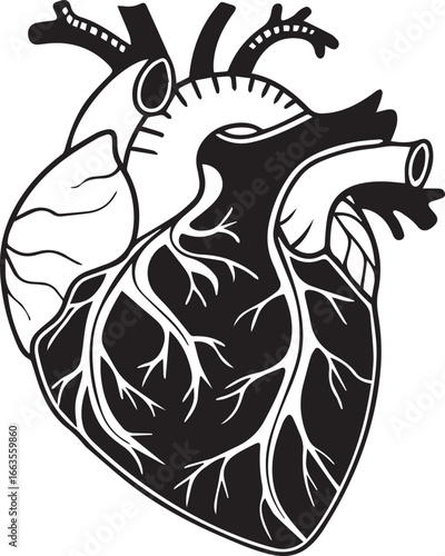 Illustration of the Human Heart A Detailed Black and White  vector