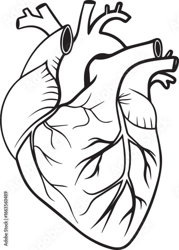 Illustration of the Human Heart A Detailed Black and White  vector