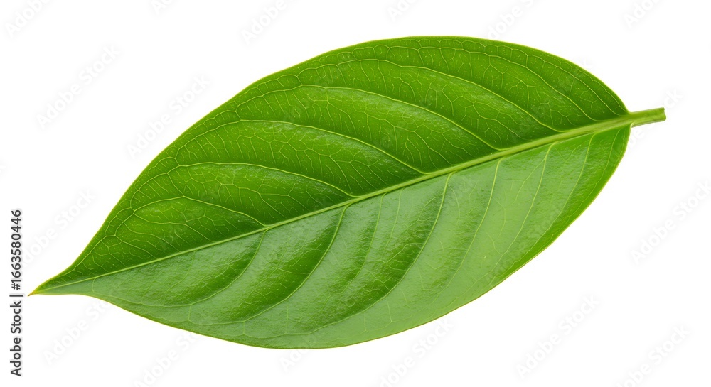 Obraz premium Bright, healthy botanical specimen, a single green leaf with a textured surface, perfect for educational or graphic purposes.