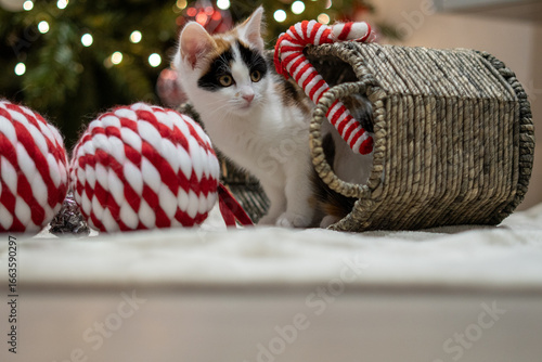 Cuadro en lienzo Cat near a christmas tree with candy cane