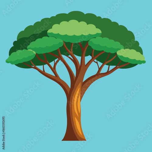Acacia Tree