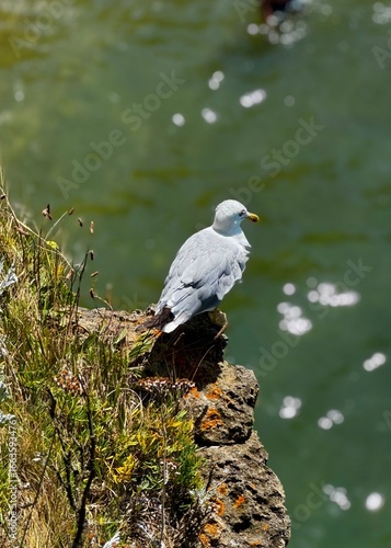 Wallpaper Mural great crested grebe Torontodigital.ca