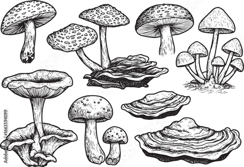 Variety of mushrooms hand drawn in black and white woodcut style