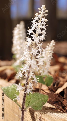 Close-up view of foamflower spike showcasing tiny white star-shaped flowers against a clean background in a forest floor setting