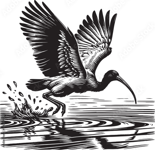 Detailed Black and White Illustration of a Bird Taking Flight Above Water with Ripple Effects