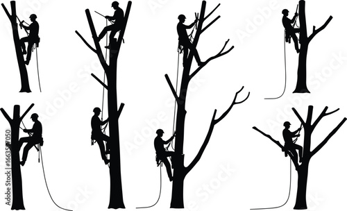Professional tree climbers wearing safety gear and helmets, using ropes and harnesses to prune and maintain large trees, outdoor arborist work, nature conservation, tree care specialists