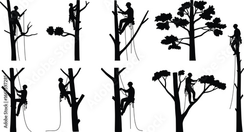 Professional tree climbers wearing safety gear and helmets, using ropes and harnesses to prune and maintain large trees, outdoor arborist work, nature conservation, tree care specialists
