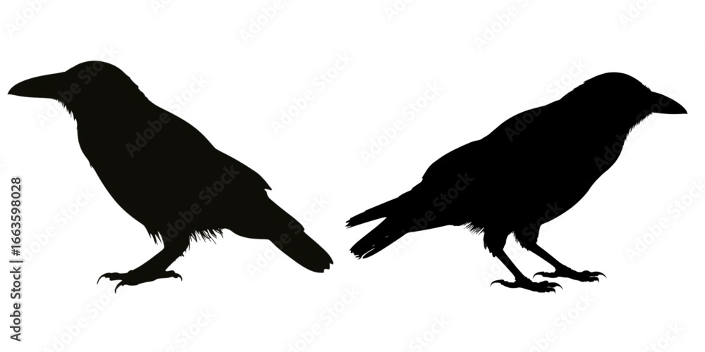 Obraz premium Two raven silhouettes standing side by side against a white background view on transparent background