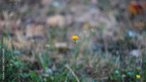 A detailed shot of a solitary yellow flower (dandelion) in a spring field with a beautiful bokeh effect. A perfect image for themes of nature, peace, and new beginnings.