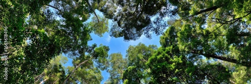 Lush green trees canopy, looking up at a bright blue sky