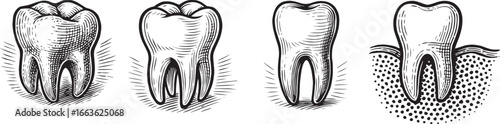 Types of human teeth and their anatomy