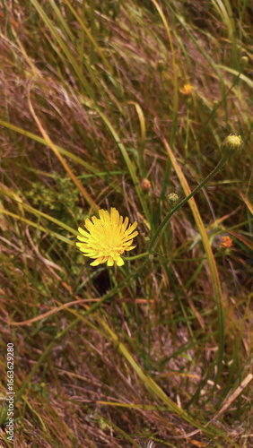 Wallpaper Mural Dandelion flower in the field grass Torontodigital.ca
