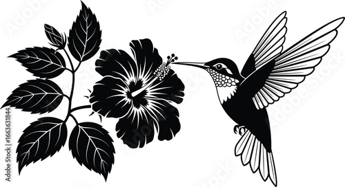 PrintBlack and white silhouette hummingbird feeding on hibiscus flower, detailed floral vector, tropical nature pollination scene, elegant wildlife illustration for decorative design