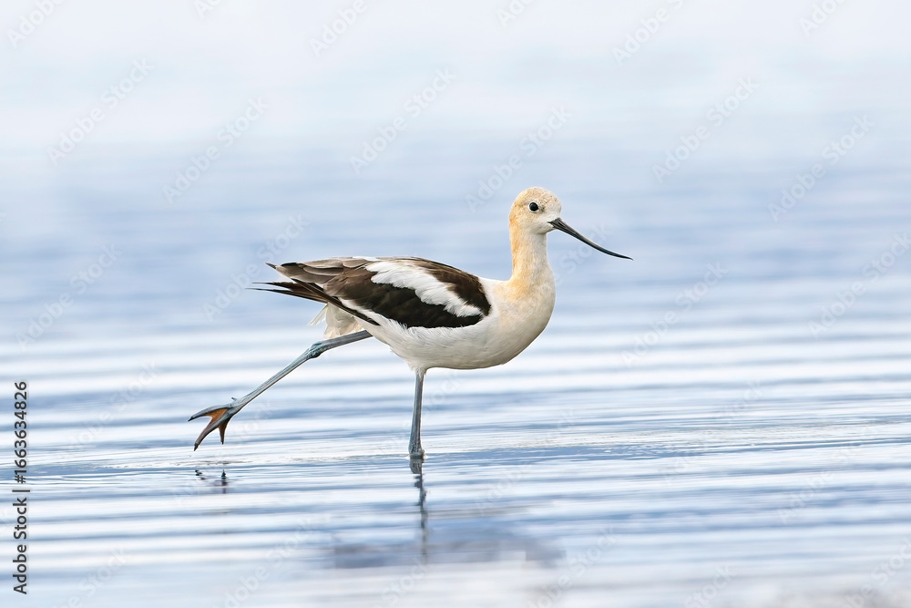 Obraz premium American avocet stretches its leg.