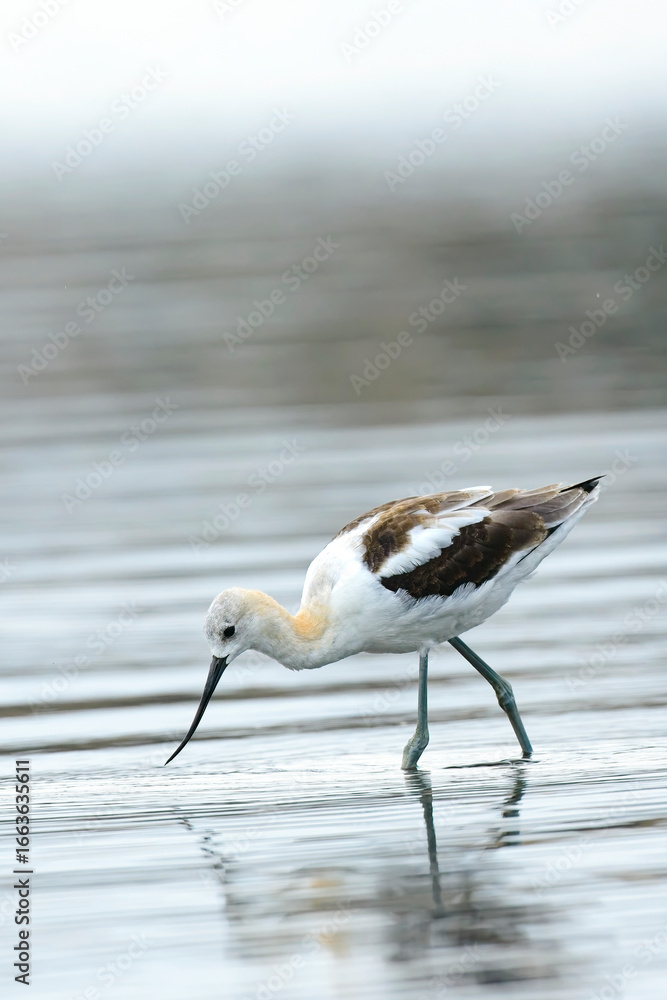 Obraz premium Portraiture of American avocet.