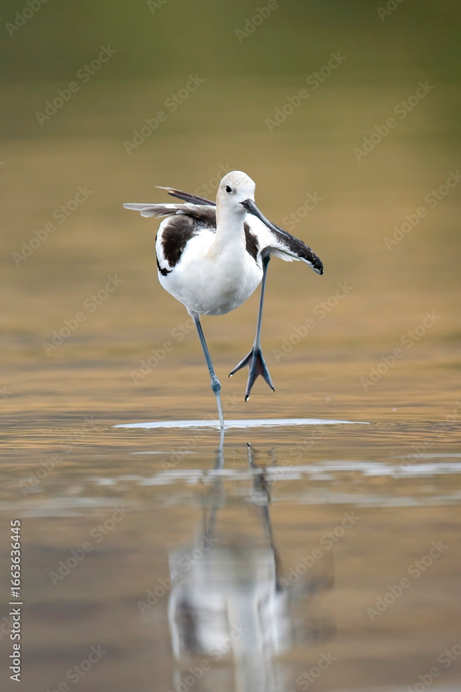 Obraz premium Juvenile avocet stands on one leg.