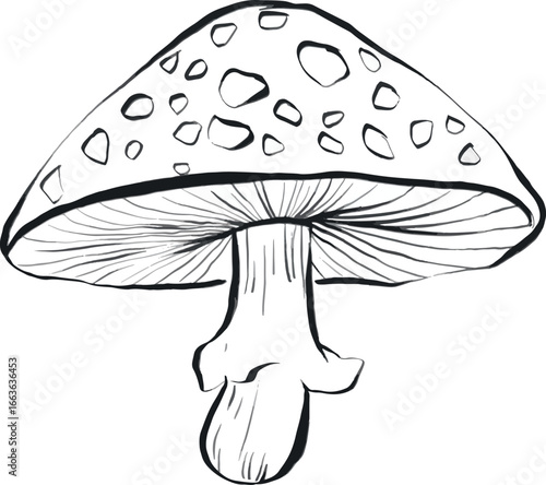 line art hand drawn mushroom transparent on white background