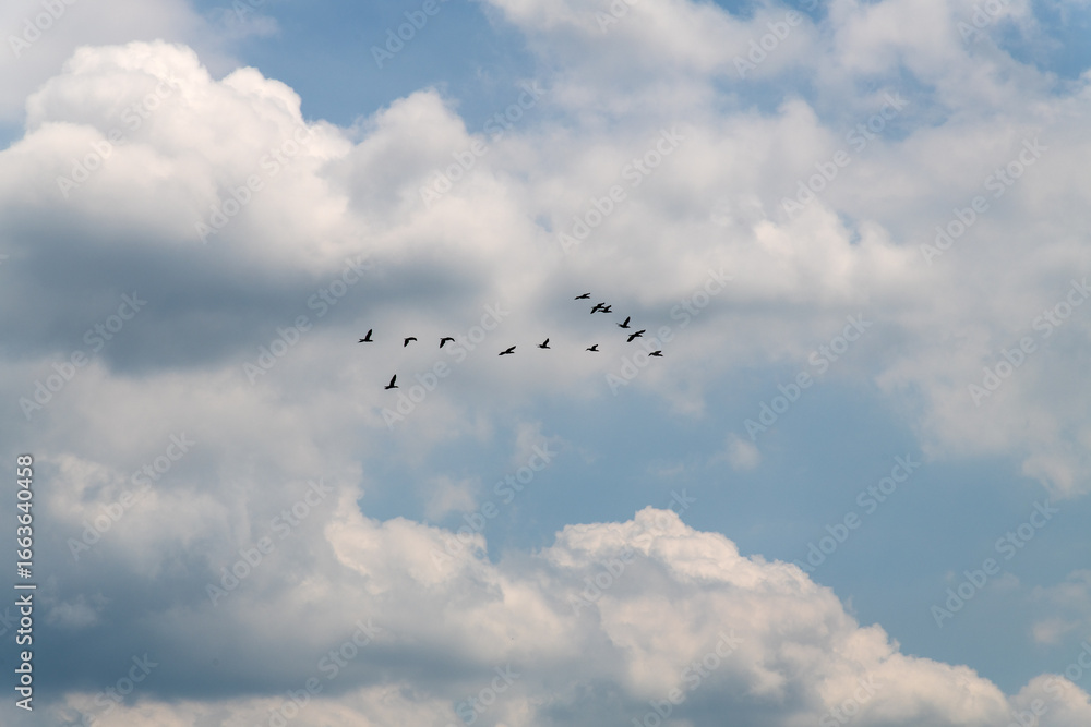 Fototapeta premium flock of cormorants flying in the cloudy sky