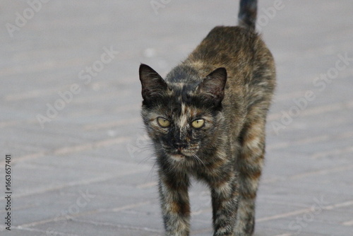 Photography Wild cats living in the wild and natural habitat of Kırşehir province of Anatoli
