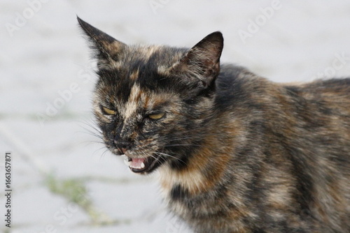 Photography Wild cats living in the wild and natural habitat of Kırşehir province of Anatoli