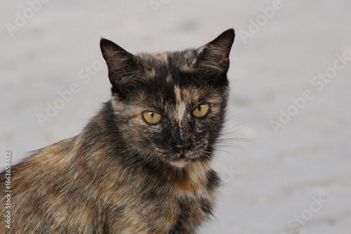 Photography Wild cats living in the wild and natural habitat of Kırşehir province of Anatoli