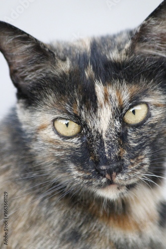 Photography Wild cats living in the wild and natural habitat of Kırşehir province of Anatoli