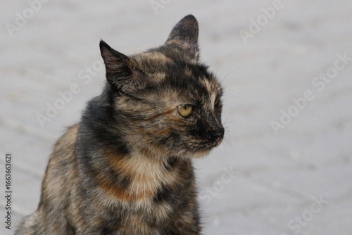 Wild cats living in the wild and natural habitat of Kırşehir province of Anatolia