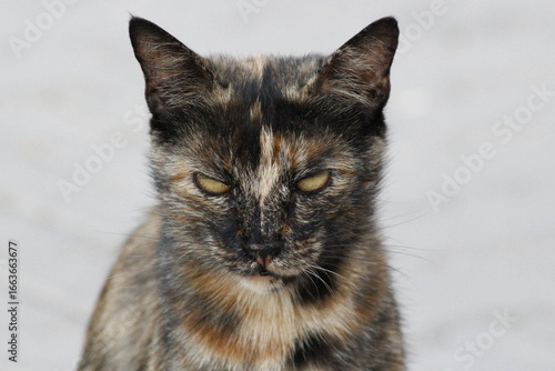 Wild cats living in the wild and natural habitat of Kırşehir province of Anatolia