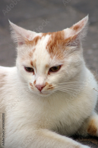 Wild cats living in the wild and natural habitat of Kırşehir province of Anatolia