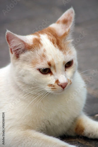 Wild cats living in the wild and natural habitat of Kırşehir province of Anatolia
