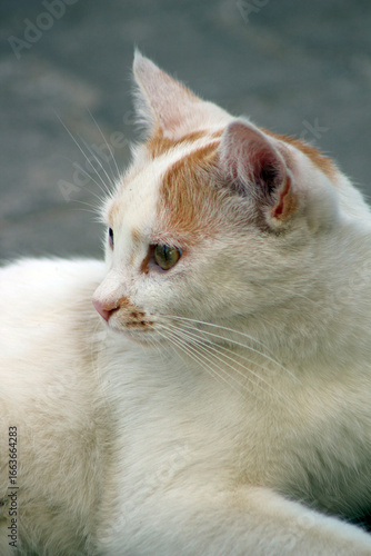 Wild cats living in the wild and natural habitat of Kırşehir province of Anatolia