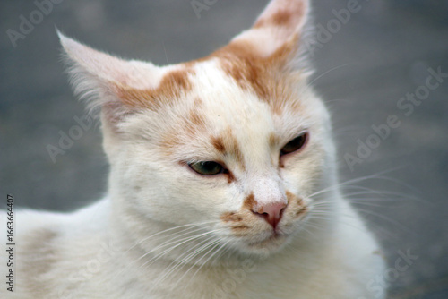 Wild cats living in the wild and natural habitat of Kırşehir province of Anatolia