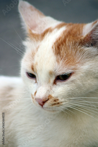 Wild cats living in the wild and natural habitat of Kırşehir province of Anatolia