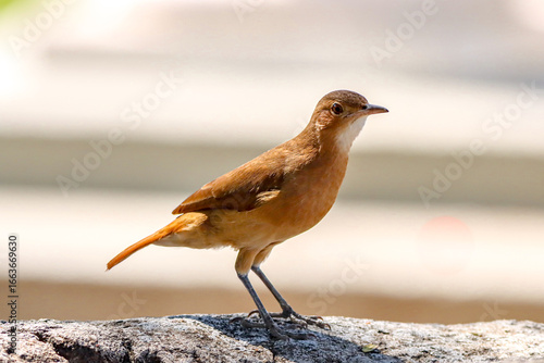 Rio de Janeiro, RJ, Brazil, 08/22/2025 - João-de-barro, rufous hornero, red ovenbird perched on a rock at Quinta da Boa Vista, in the São Cristóvão neighborhood