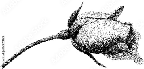 Delicate tiny rosebud with stippling dotwork technique for design and art projects