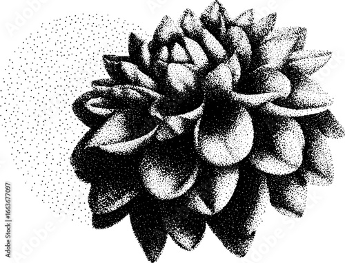 Stipple dotwork dahlia illustration with geometric texture for artistic design use