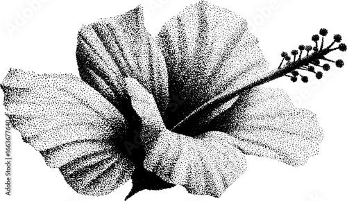Stippling dotwork illustration of a single hibiscus flower for vintage design