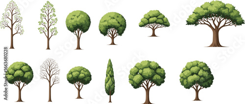 Tree set illustration with seasonal variations, bare and full foliage trees, forest nature elements, garden landscaping, isolated plant collection.