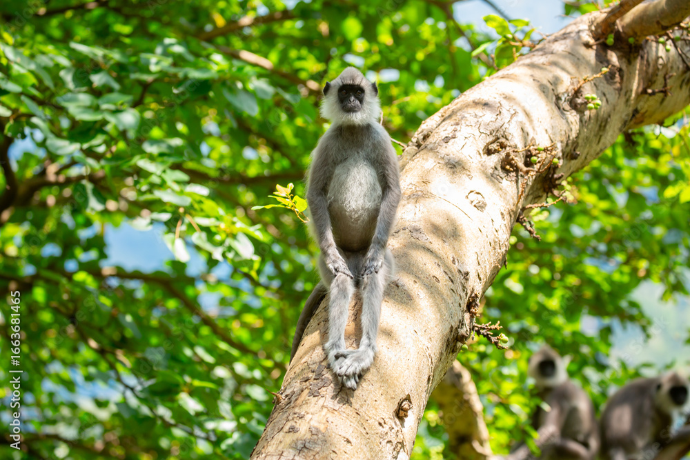 Fototapeta premium Gray hanuman langurs on a tree. Monkeys in the wild in the jungles of Sri Lanka. Troop of monkeys on trees. Wildlife scene with wild animals.