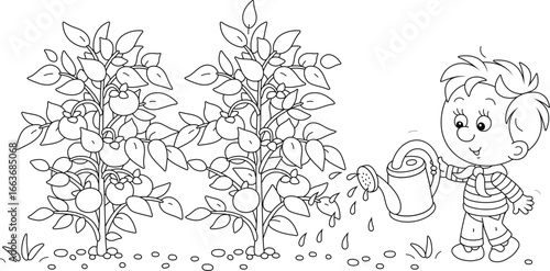 Happy little boy gardener watering tomato plants in a kitchen garden, black and white vector cartoon illustration for a coloring book