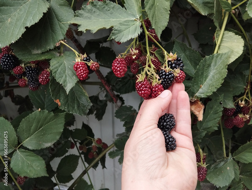 A woman's hand picks ripe blackberries.