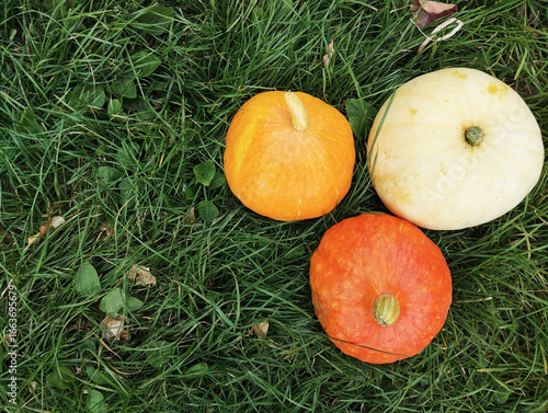 Ripe pumpkins of different colors lie on the grass. Top view.