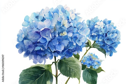 Charming Watercolor Illustration of Blooming Blue Hydrangea Flowers in Retro Style